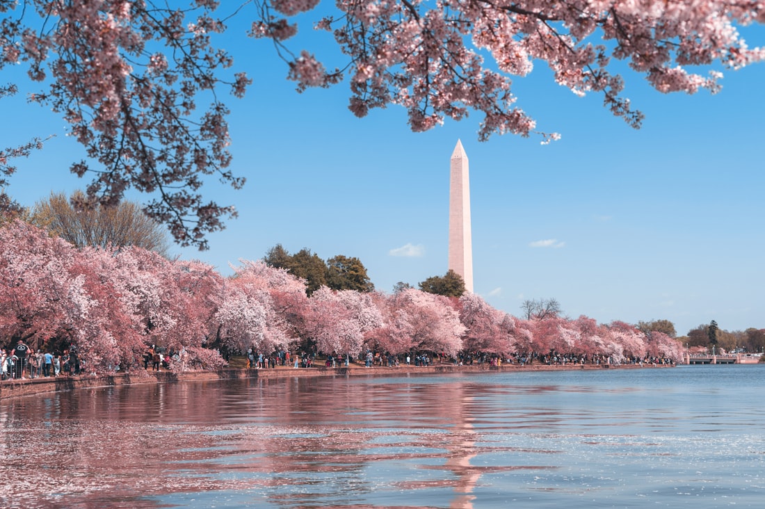 Washington, D.C. — the Washington Monument in spring
